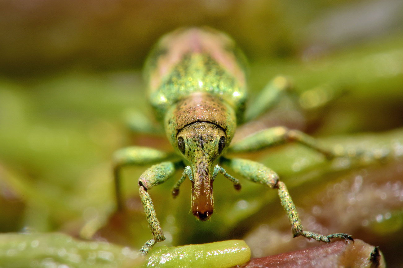 Curculionidae: Coniatus tamarisci? S, assieme a Coniatus suavis